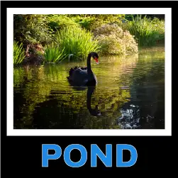 A pond